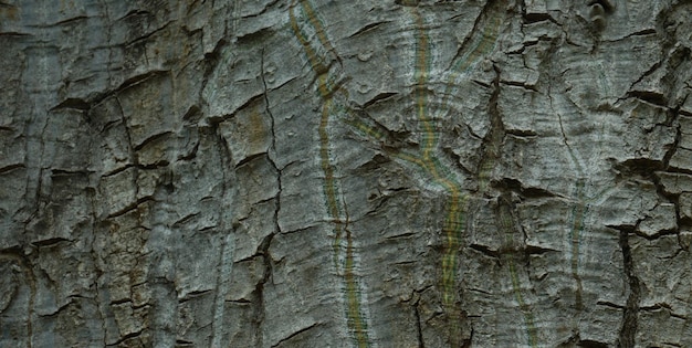 Gelbe Linien am Baum