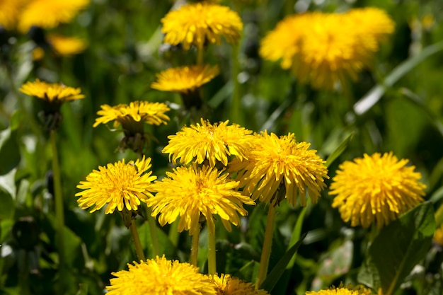 Gelbe Löwenzahnblüten im Sommer