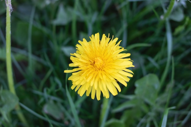 Gelbe Löwenzahnblume auf Hintergrund von grünen Blättern