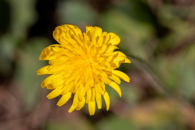 Gelbe Löwenzahnblume mit grünem Hintergrund