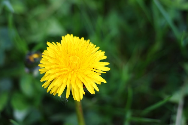 Gelbe Löwenzahnblume