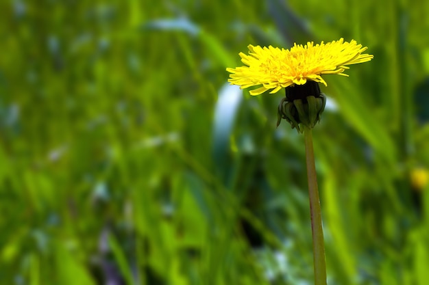 Gelbe Löwenzahnblumen auf grünem Gras