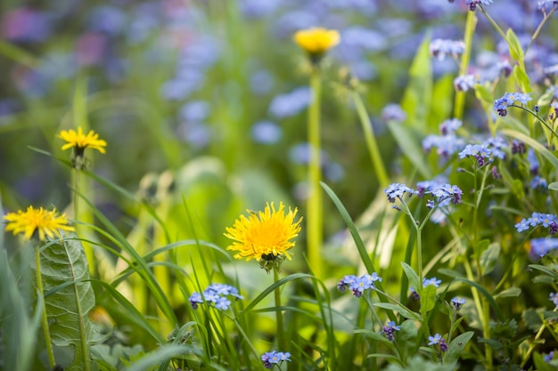 Gelbe Löwenzahnblumen, die auf Sommerwiese im grünen, sonnigen Garten blühen