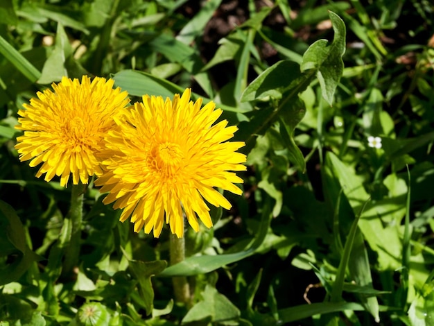 Gelbe Löwenzahnblumen