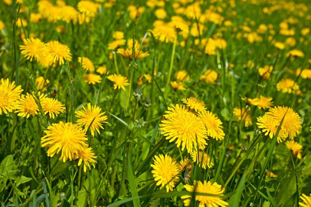 Gelbe Löwenzahnblumen