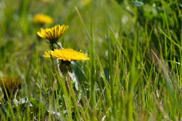 Gelbe Löwenzahnnahaufnahme auf grünem Gras Frühlingsfoto der Natur Bereich der Löwenzahn