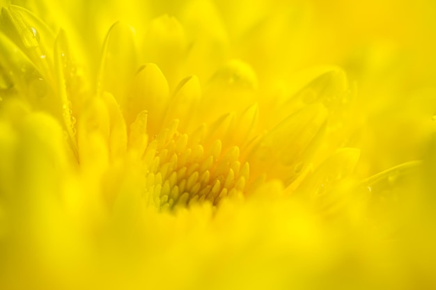 Gelbe Makroblume, Makrogelbe Blumenkulisse, Gelbe Chrysanthemenblütenblüte, Nahaufnahme Makro