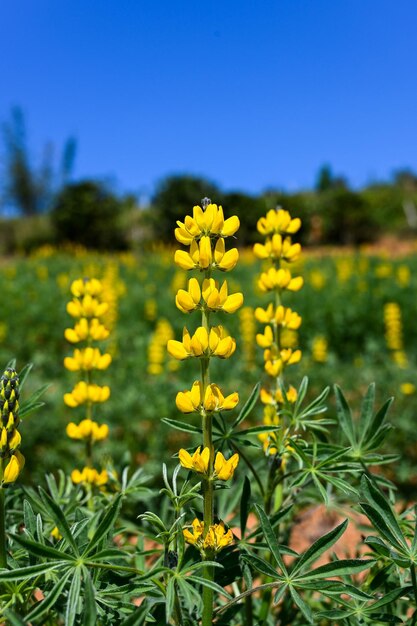 Gelbe mehrjährige Lupine im Garten