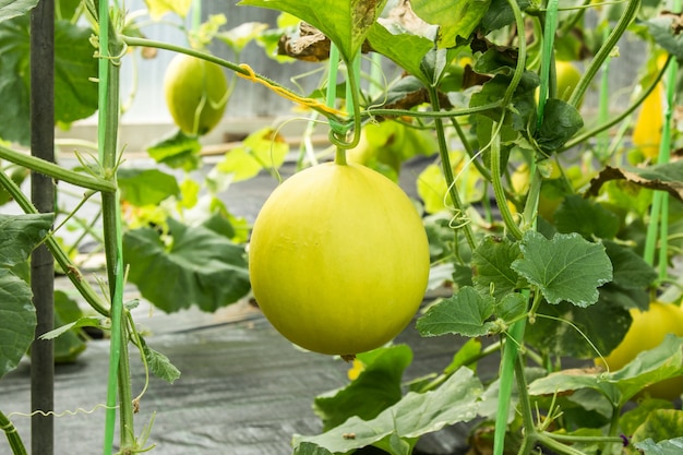 gelbe Melone auf dem Feld im Gewächshaus.