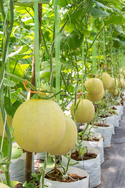 Foto gelbe melone auf dem feld im gewächshaus.