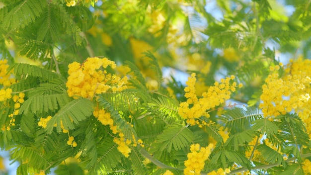 Gelbe Mimose im Sonnenlicht Gelbgolden blühende Mimose Acacia dealbata in Blüte Nahaufnahme