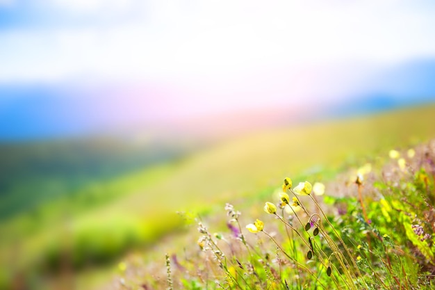 Gelbe Mohnblumen in den Bergen. Unscharfer Frühlingsnaturhintergrund.