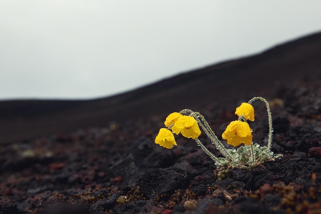 Gelbe Mohnblumen mit Morgentau auf dem schwarzen Lavafeld. Kamtschatka, Russland. Schöner Naturhintergrund. Makrobild, selektiver Fokus.