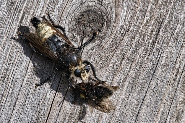 Gelbe Mordfliege oder gelbe Raubfliege mit einer Hummel als Beuteinsekt wird angesaugt