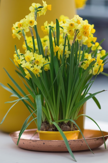 Gelbe Narzissen, auch bekannt als Jonquillen und Narzissen in einem Blumentopf