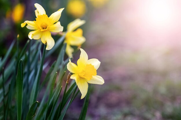 Gelbe Narzissen auf einem Blumenbeet im Frühjahr bei sonnigem Wetter