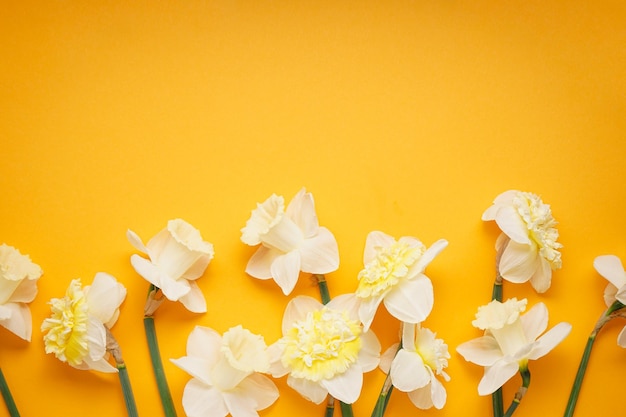 Gelbe Narzissen Blumen auf einem orangefarbenen Hintergrund Platz für Text Flach lag