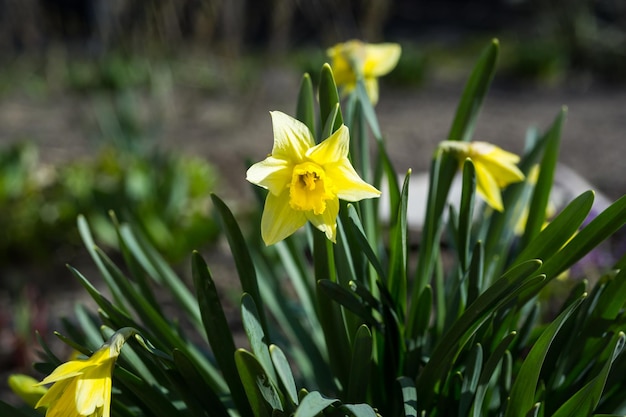 Gelbe Narzissen des frühen Frühlings, die im Garten blühen