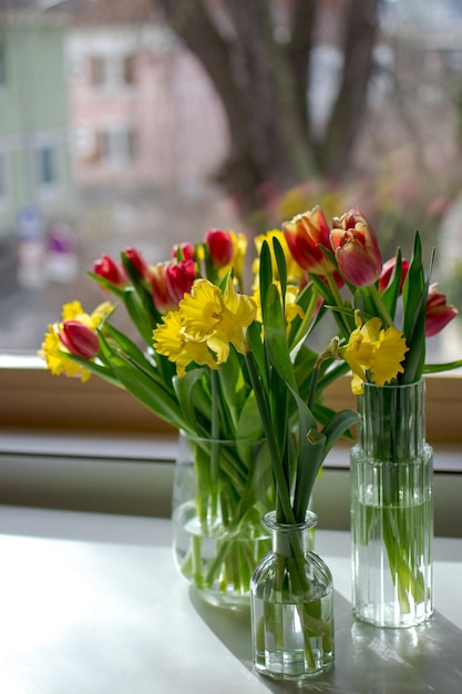 Gelbe Narzissen und rote Tulpen in drei Glasvasen vor dem Fenster