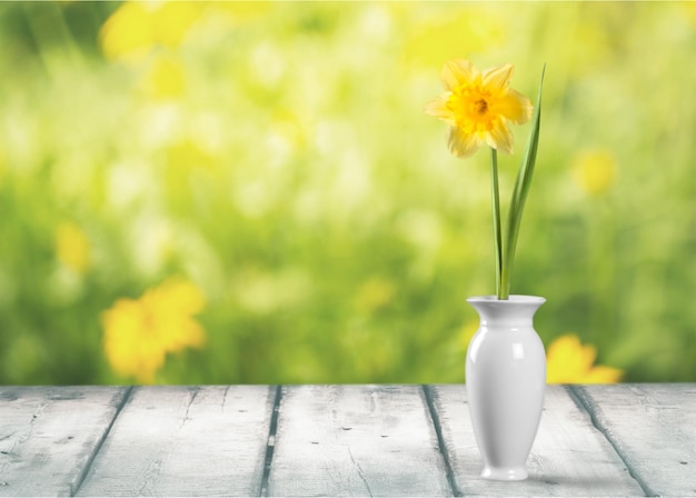 Gelbe Narzissenblüte in weißer Vase auf Holztisch