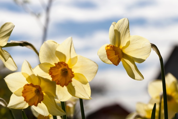 Gelbe Narzissenblüten während der Blüte