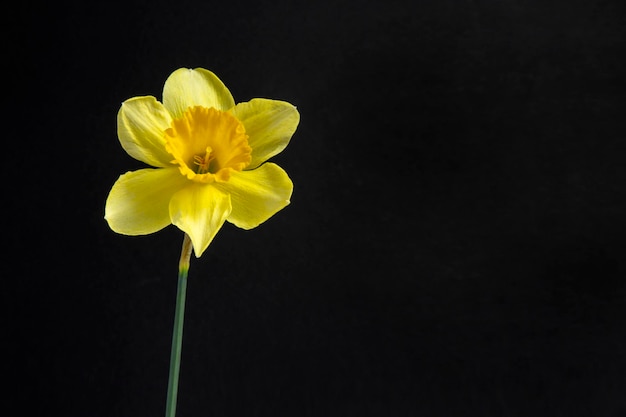 Gelbe Narzissenblume auf dem schwarzen Hintergrund