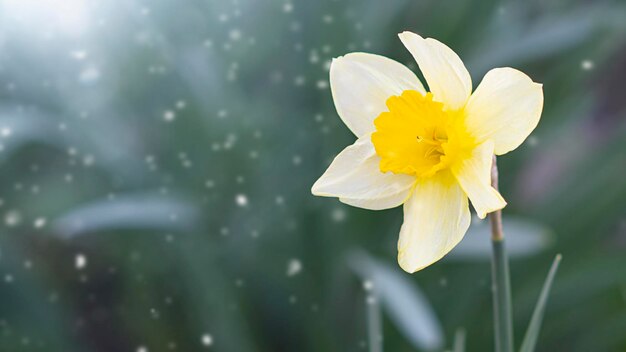 Gelbe Narzissenblume auf grünem Hintergrund Frühling Schön in der Natur
