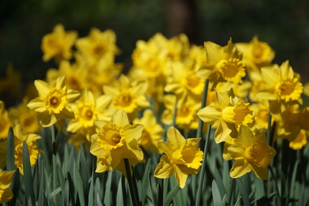 Gelbe Narzissenblumen defokussierter Hintergrund