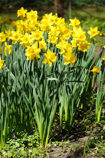 Gelbe Narzissenblumen im Blumenbeet