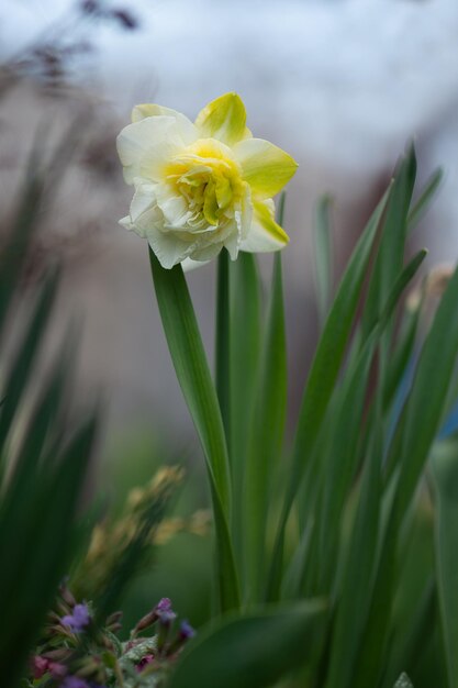 Gelbe Narzissenblumen im Garten Schöne Sommernarzisse