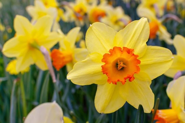 Gelbe Narzissenwiese mit blühenden Narzissenblumen