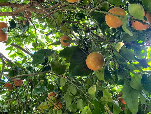 Gelbe, natürliche, himmlisch schöne, köstliche, runde, orangefarbene Zitrus-Mandarine oder Grapefruit