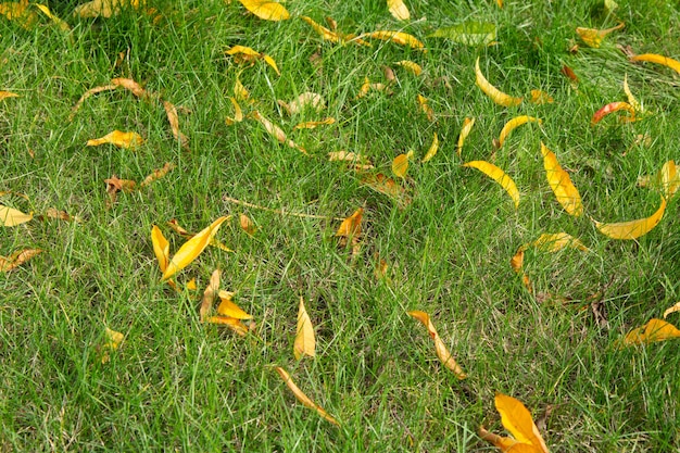 Gelbe Nektarinenblätter auf Gras in der Herbstsaison.