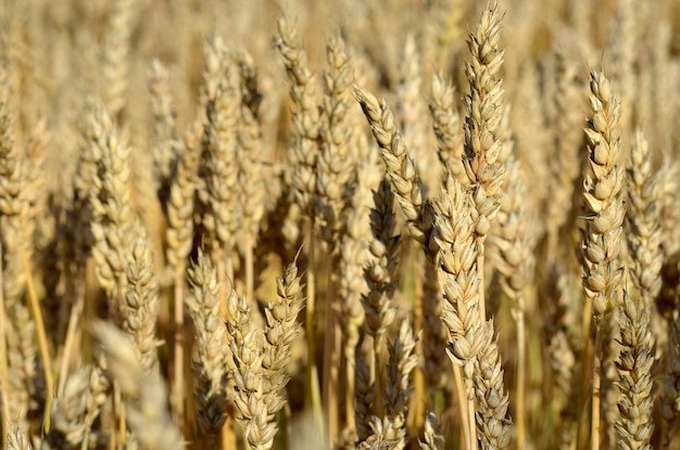 Gelbe Ohren Ährchen aus reifem Weizen schließen den natürlichen Hintergrund