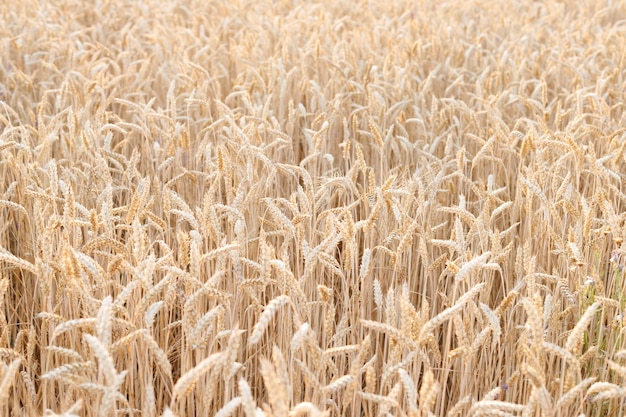 Gelbe Ohren Nahaufnahme Hintergrund Ernte Landwirtschaft