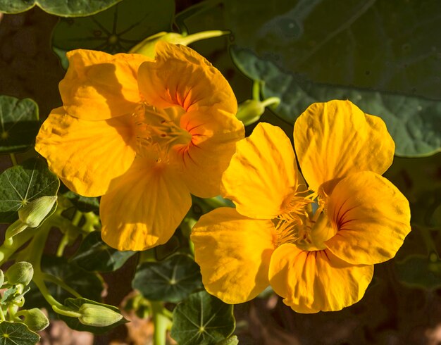 Gelbe Oleanderblüten aus nächster Nähe