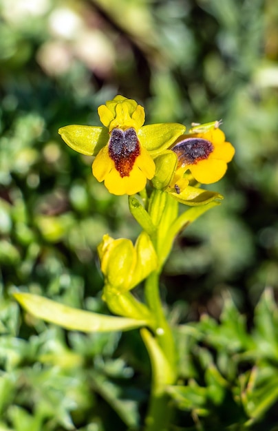 Gelbe Ophrys-Pflanze in freier Wildbahn