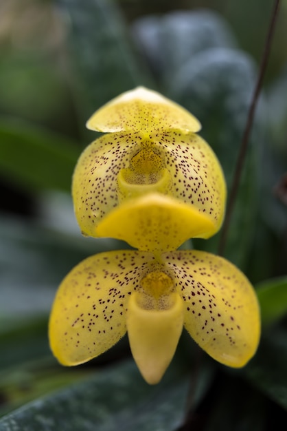 Gelbe Orange der Blume (Orchidaceae, Orchidee-Blume)