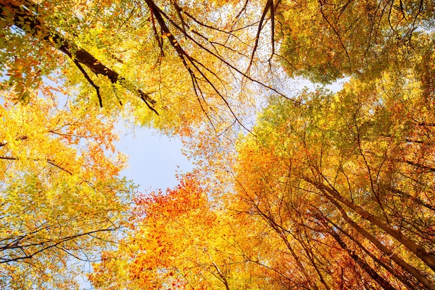 Gelbe orange Herbstblätter auf Hintergrund des blauen Himmels. Konzept des goldenen Herbstes. Sonniger Tag, warmes Wetter