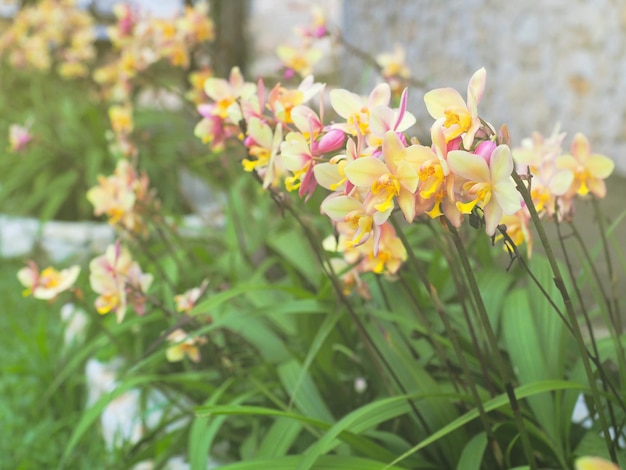 Gelbe Orchidee blüht über Steinwandhintergrund