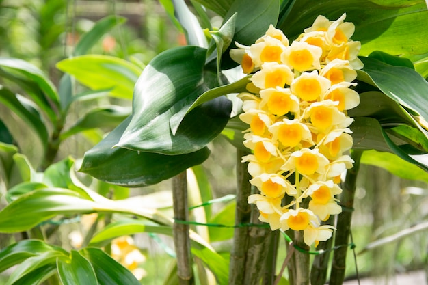 Gelbe Orchidee, Dendrobium Lindleyi Blumen.