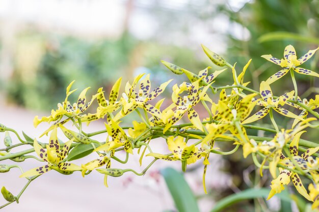 Gelbe Orchidee, Miltassia shelob, blühend im Bauernhof.