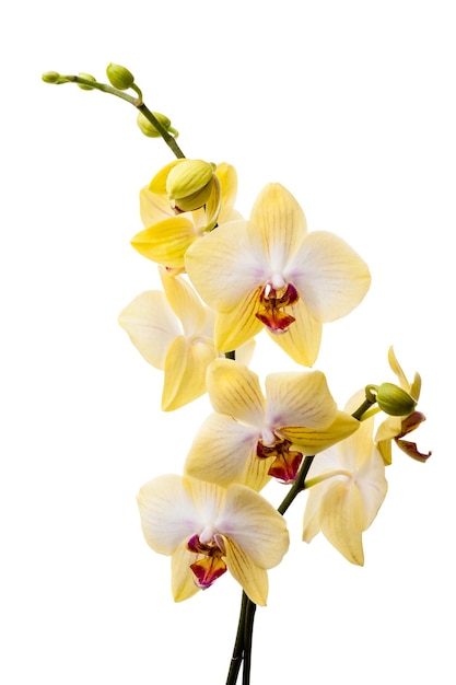 Gelbe Orchidee