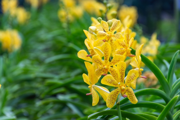 Gelbe Orchideen im Orchideen-Garten.