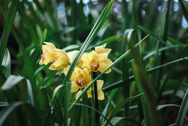 Gelbe Orchideenblüte zwischen grünen Blättern, die terrestrische Orchideen wachsen