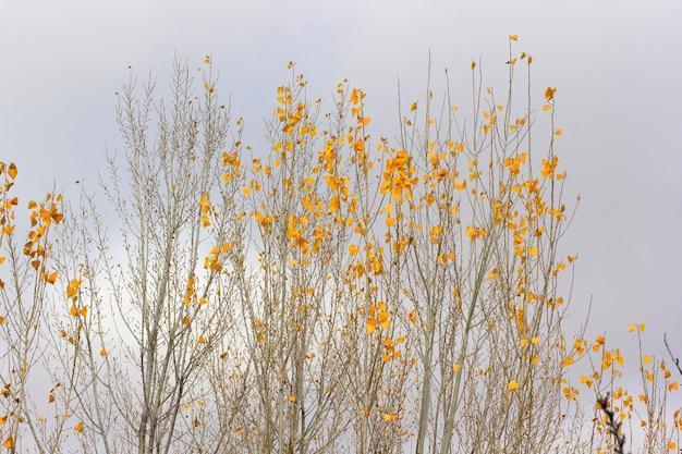 Gelbe Pappelblätter im Herbst