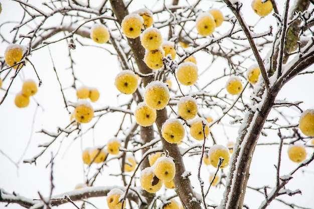 Gelbe Äpfel auf einem Baum im Schnee im Winter