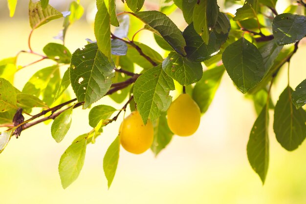 Gelbe Pflaumen auf Ästen im Sommergarten. Süße reife Früchte der Saison.