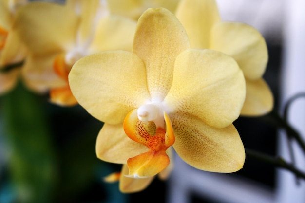 Gelbe Phalaenopsis- oder Mottendendrobium-Orchideenblume im tropischen Garten des Winter- oder Frühlingstags Blumen