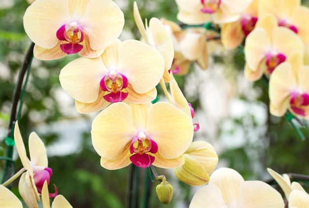 Gelbe Phalaenopsis Orchidee Blume